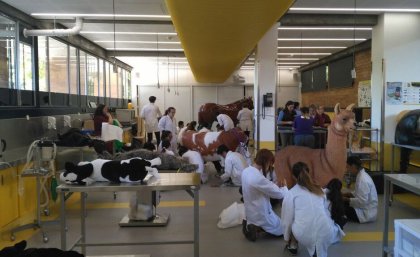 UQ Vet Science students in equine emergency and critical care practical.